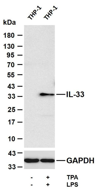 Recombinant IL-33 Monoclonal Antibody (AGEL5445)