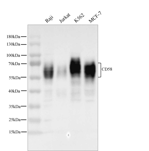 Recombinant LFA-3/CD58 Monoclonal Antibody (AGEL5484)