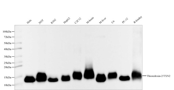 Recombinant Thioredoxin-2/TXN2 Monoclonal Antibody (AGEL5513)