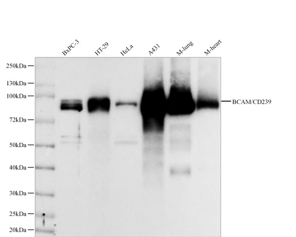 Recombinant BCAM/CD239 Monoclonal Antibody (AGEL5537)