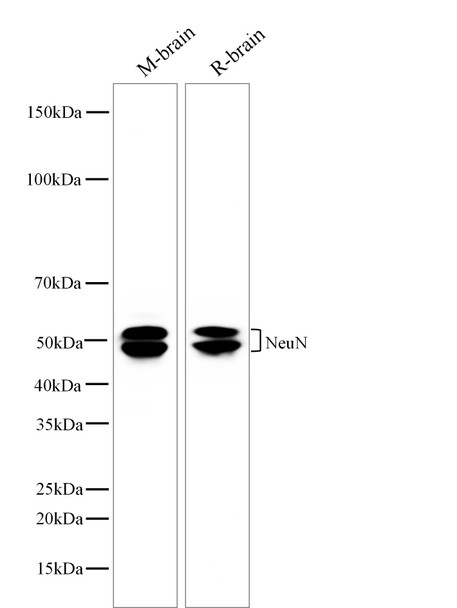 Recombinant NeuN Monoclonal Antibody (AGEL5544)