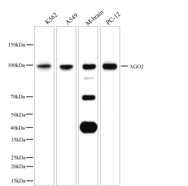 Recombinant AGO2 Monoclonal Antibody (AGEL5550)