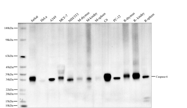 Recombinant Caspase-6 Monoclonal Antibody (AGEL5574)