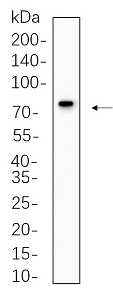 Recombinant MX1 Monoclonal Antibody (AGEL5575)