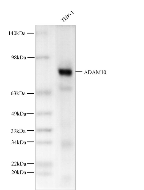 Recombinant ADAM10 Monoclonal Antibody (AGEL5576)