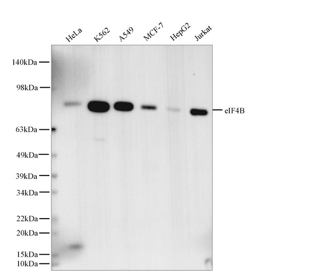 Recombinant eIF4B Monoclonal Antibody (AGEL5586)