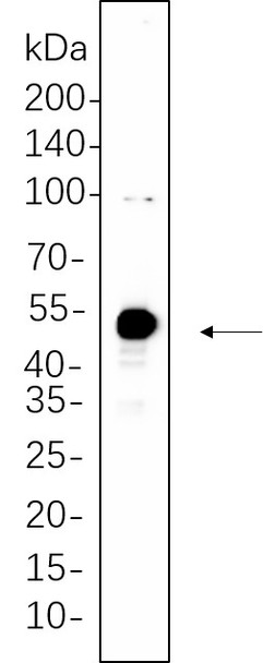Recombinant Phospho-c-Jun (Ser63) Monoclonal Antibody (AGEL5587)