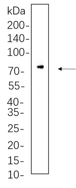 Recombinant Raf-1 Monoclonal Antibody (AGEL5607)