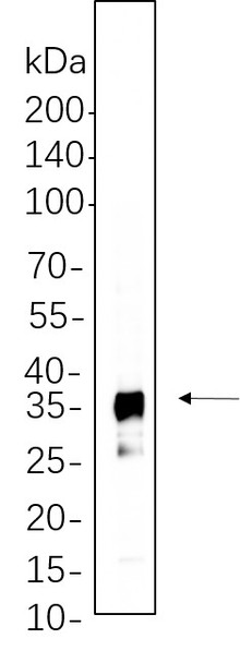 Recombinant IκB-α Monoclonal Antibody (AGEL5629)