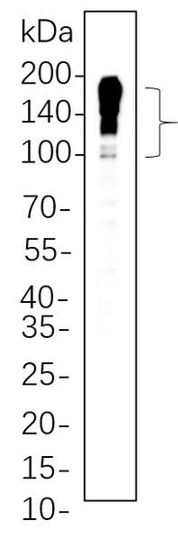 Recombinant MUC2 Monoclonal Antibody (AGEL5638)