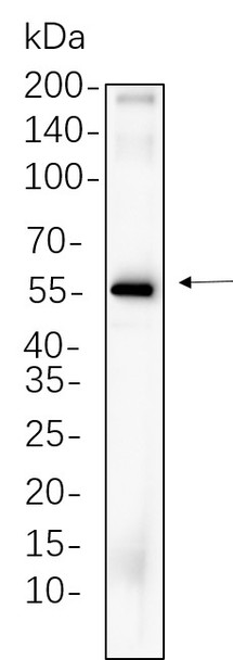 Recombinant Cdc25C Monoclonal Antibody (AGEL5640)