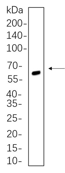 Recombinant SOX10 Monoclonal Antibody (AGEL5657)