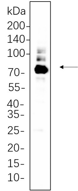 Recombinant PKC α Monoclonal Antibody (AGEL5664)