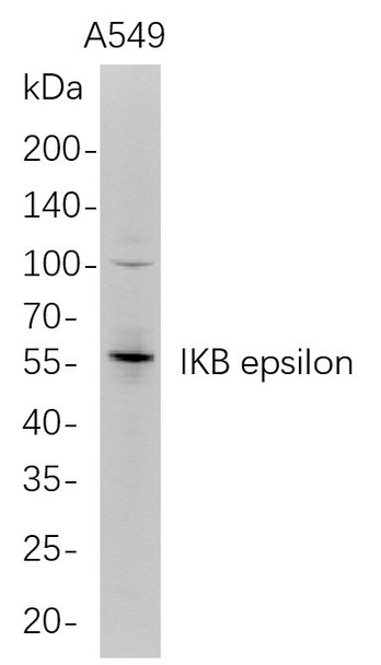 Recombinant IKB epsilon Monoclonal Antibody (AGEL5682)
