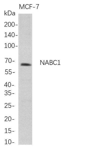 Recombinant NABC1 Monoclonal Antibody (AGEL5683)