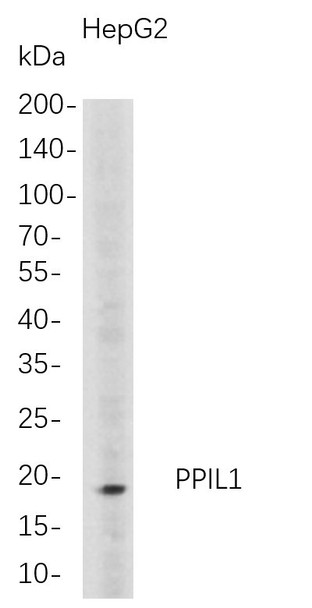 Recombinant PPIL1 Monoclonal Antibody (AGEL5704)
