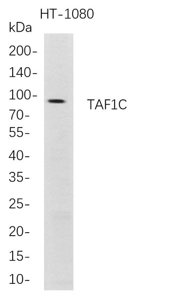 Recombinant TAF1C Monoclonal Antibody (AGEL5705)