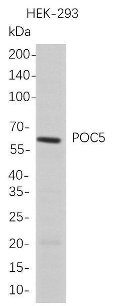 Recombinant POC5 Monoclonal Antibody (AGEL5708)