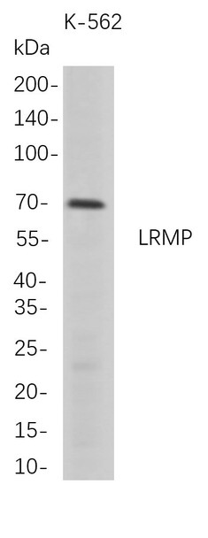 Recombinant LRMP Monoclonal Antibody (AGEL5712)