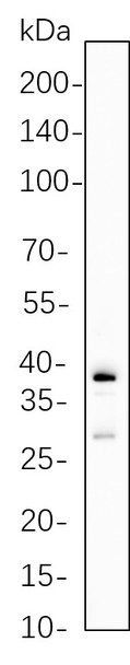 Recombinant Granzyme B Monoclonal Antibody (AGEL5729)