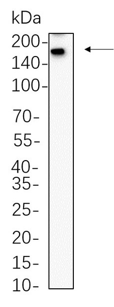 Recombinant Sall4 Monoclonal Antibody (AGEL5736)