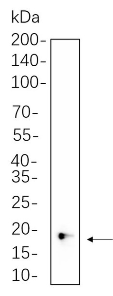 Recombinant 4E-BP1 Monoclonal Antibody (AGEL5758)