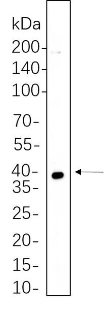Recombinant MEK3 Monoclonal Antibody (AGEL5772)