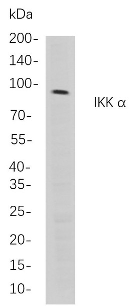 Recombinant IKK α Monoclonal Antibody (AGEL5793)
