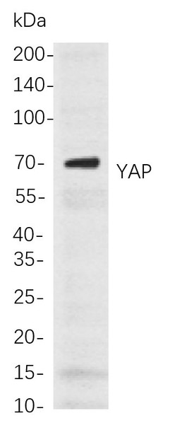 Recombinant YAP Monoclonal Antibody (AGEL5795)