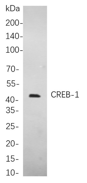 Recombinant CREB-1 Monoclonal Antibody (AGEL5804)