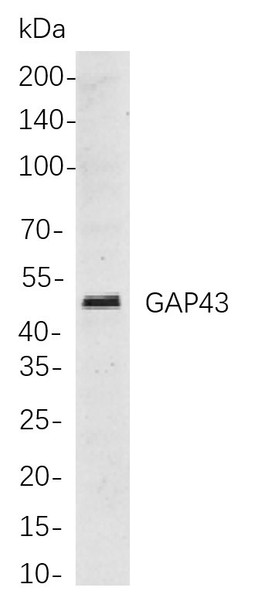 Recombinant GAP43 Monoclonal Antibody (AGEL5807)