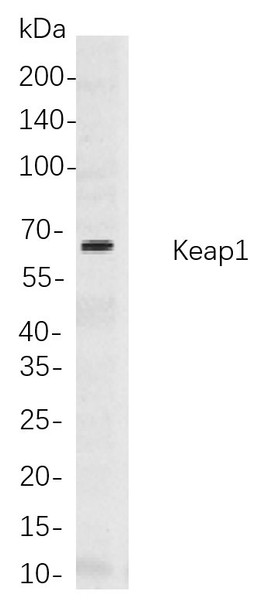 Recombinant Keap1 Monoclonal Antibody (AGEL5811)