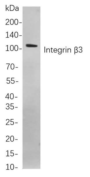 Recombinant Integrin β3 Monoclonal Antibody (AGEL5815)