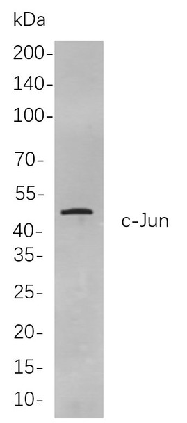 Recombinant c-Jun Monoclonal Antibody (AGEL5825)