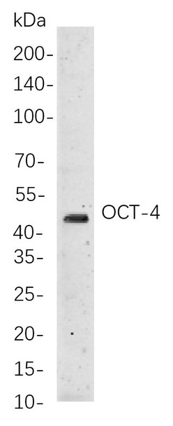 Recombinant Oct-4 Monoclonal Antibody (AGEL5833)
