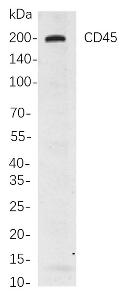 Recombinant CD45 Monoclonal Antibody (AGEL5845)