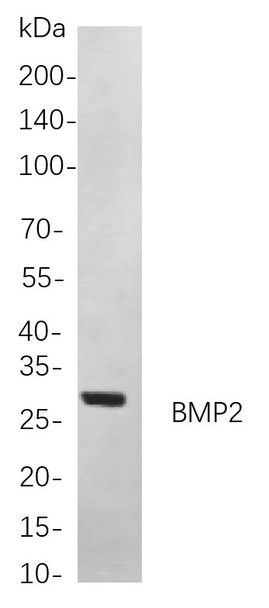 Recombinant BMP2 Monoclonal Antibody (AGEL5850)