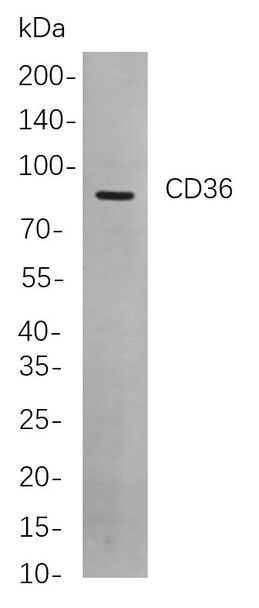 Recombinant CD36 Monoclonal Antibody (AGEL5861)