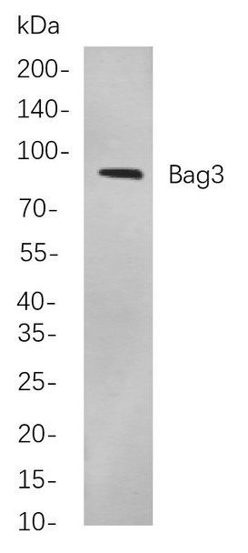 Recombinant Bag3 Monoclonal Antibody (AGEL5864)
