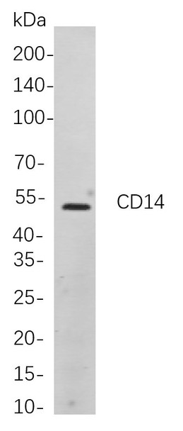 Recombinant CD14 Monoclonal Antibody (AGEL5876)