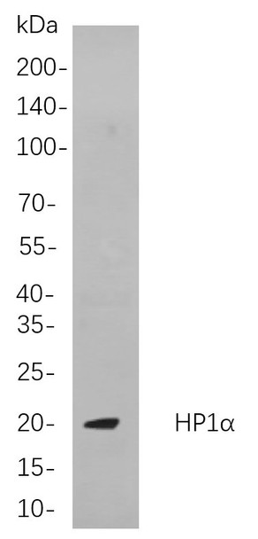 Recombinant HP1α Monoclonal Antibody (AGEL5884)