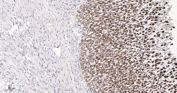 Recombinant IRF3 Monoclonal Antibody (AGEL5887)