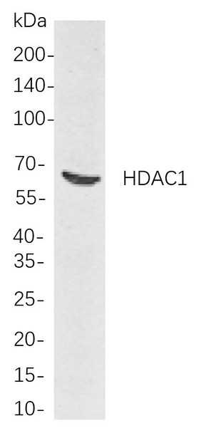 Recombinant HDAC1 Monoclonal Antibody (AGEL5892)