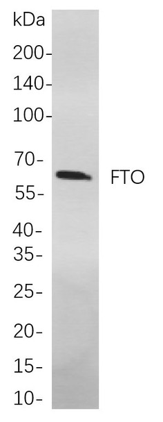 Recombinant FTO Monoclonal Antibody (AGEL5894)