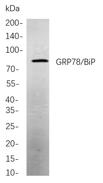 Recombinant GRP78/BiP Monoclonal Antibody (AGEL5909)