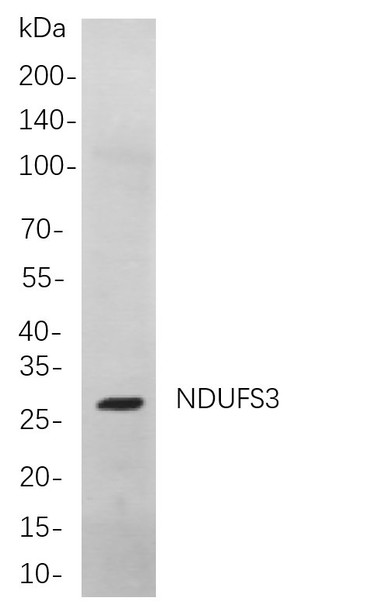 Recombinant NDUFS3 Monoclonal Antibody (AGEL5910)