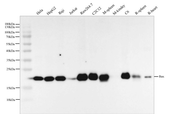 Recombinant Bax Monoclonal Antibody (AGEL5914)