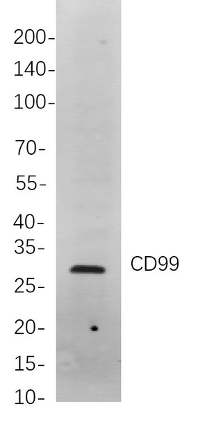 Recombinant CD99 Monoclonal Antibody (AGEL5920)