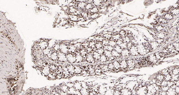 Recombinant KAP1 Monoclonal Antibody (AGEL5929)