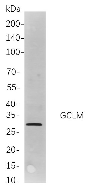 Recombinant GCLM Monoclonal Antibody (AGEL5957)